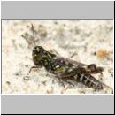 Myrmeleotettix maculatus - Gefleckte Keulenschrecke 04 Teverener Heide.jpg